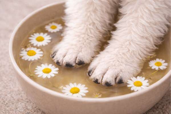 Co dělat, když si pes olizuje tlapky